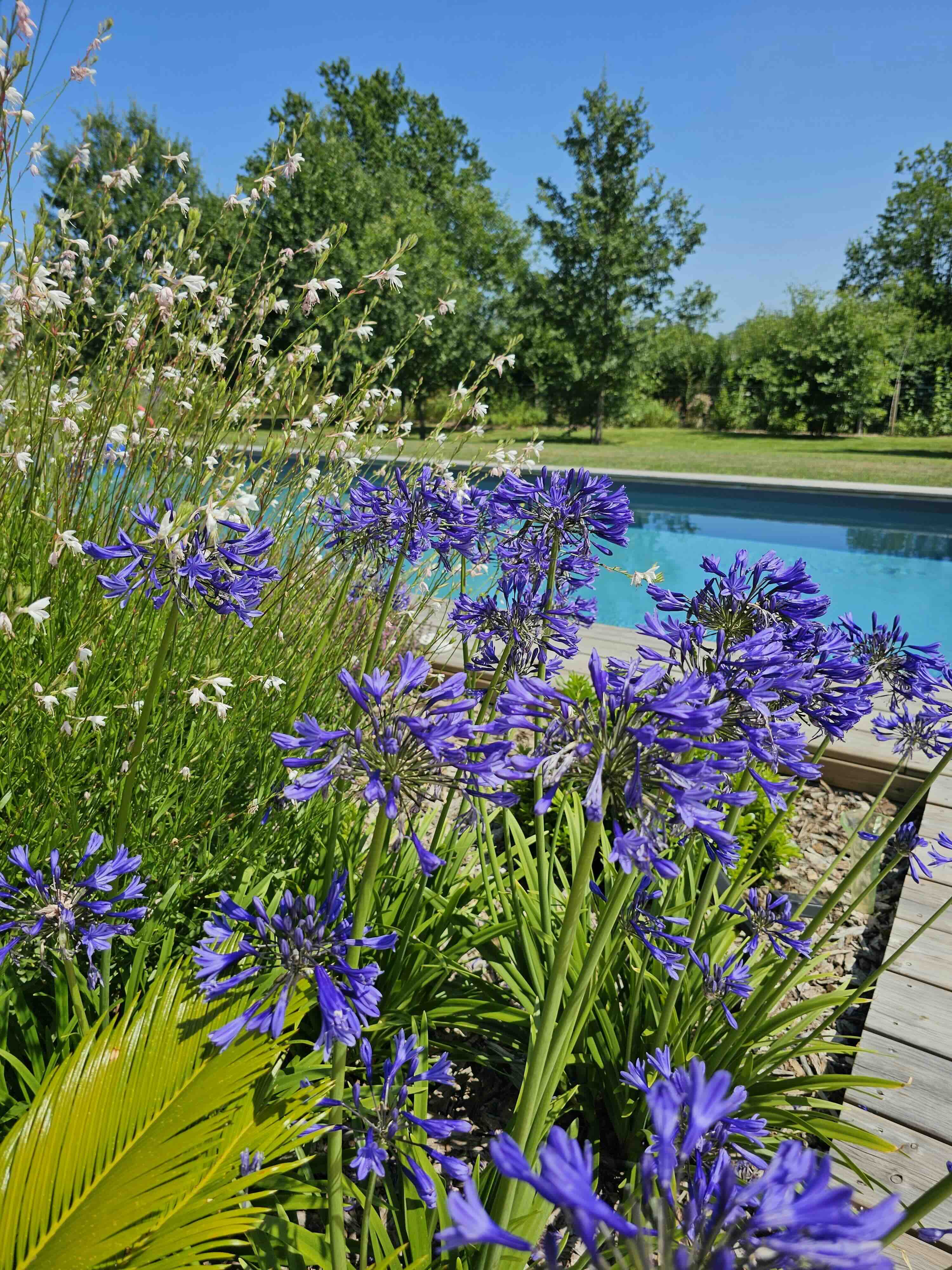 Massif fleuri au bord d’un petit jardin avec piscine – Agapanthes et vivaces – paysages des 2 rivières