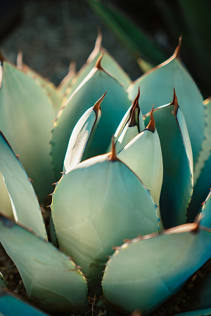 idee-massif-jardin-sec-agave-paysages-des-2-rivieres