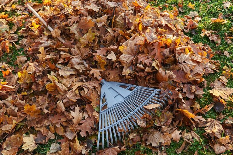 que faire des feuilles mortes du jardin
