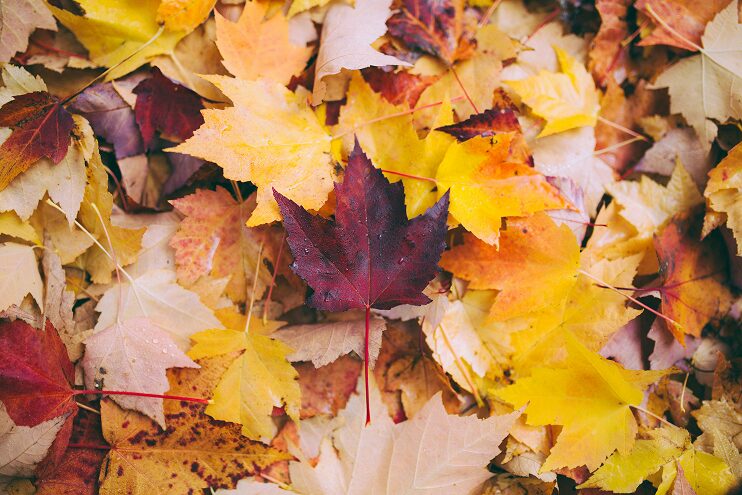 que faire des feuilles mortes du jardin