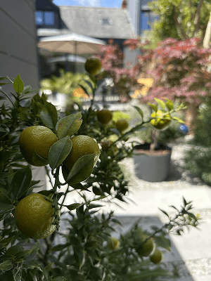 Jardin sec contemporain - Paysage des deux rivières-4