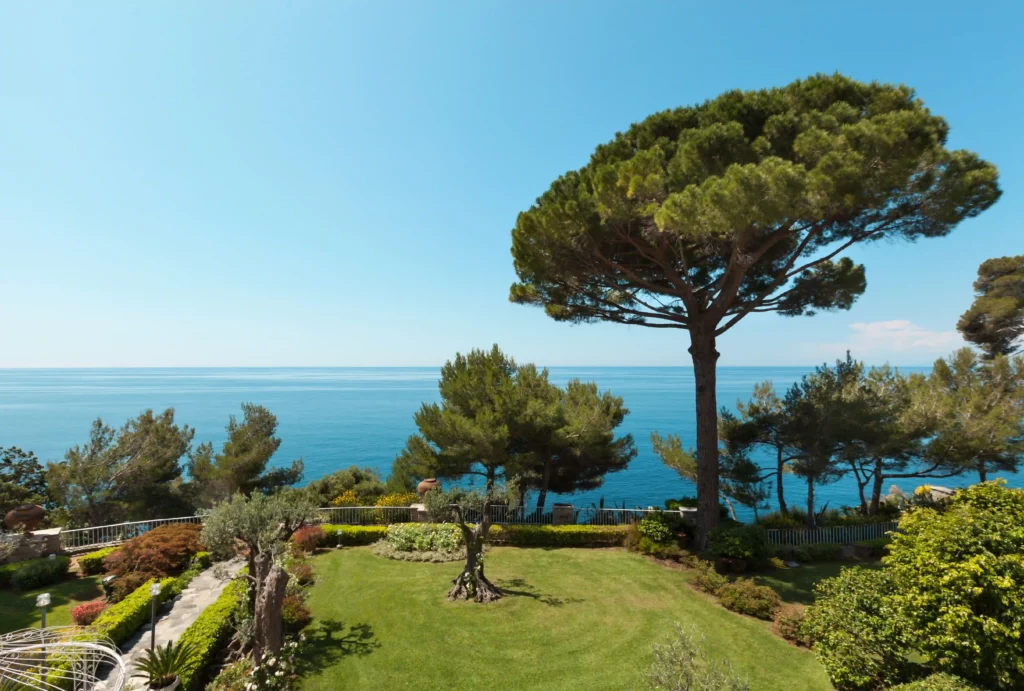 Jardin méditerranéen pin