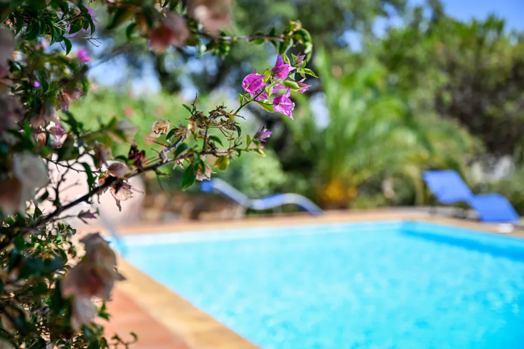 Jardin méditerranéen bougainvillier